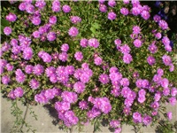 a9aa8755-Picture 6183.jpg